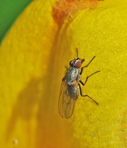 Réf. 316 948 : Anthomyiinae inconnu